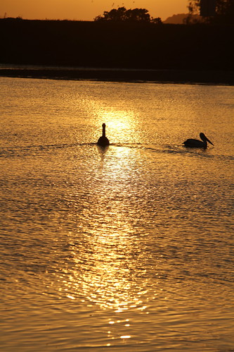 bird water sunrise river dawn golden australia brunswick nsw heads tidal
