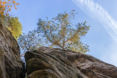 a tree on the rock