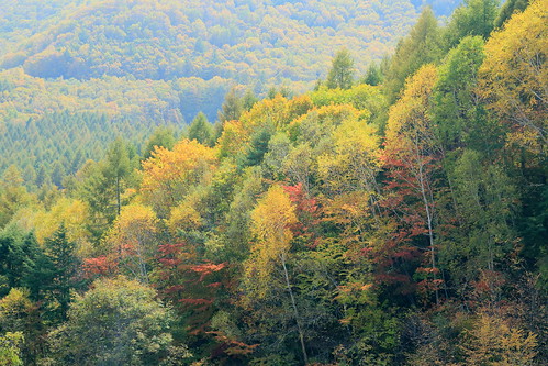 autumn mountains landscape redandyellowleaves