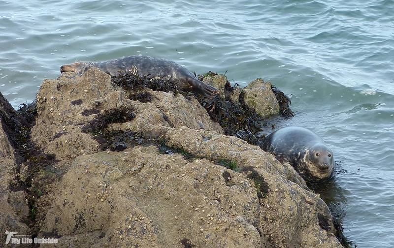 P1090949 - Grey Seals, Worm's Head