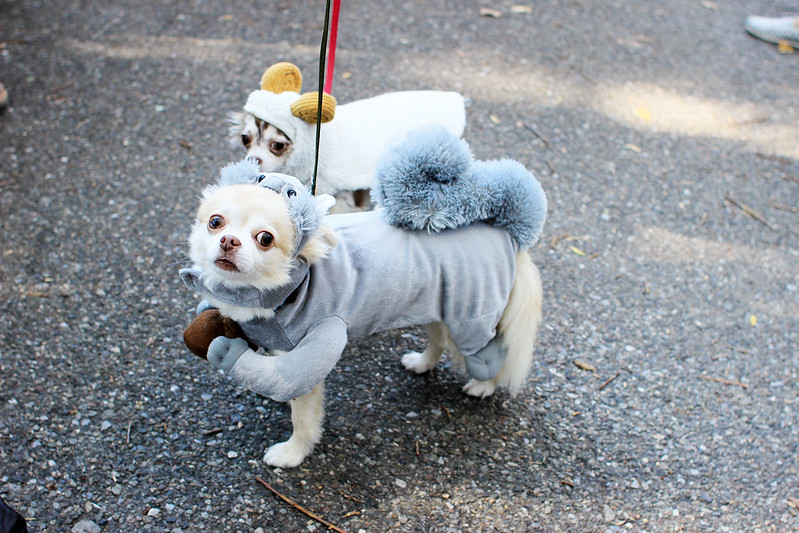 Halloween Dog Parade