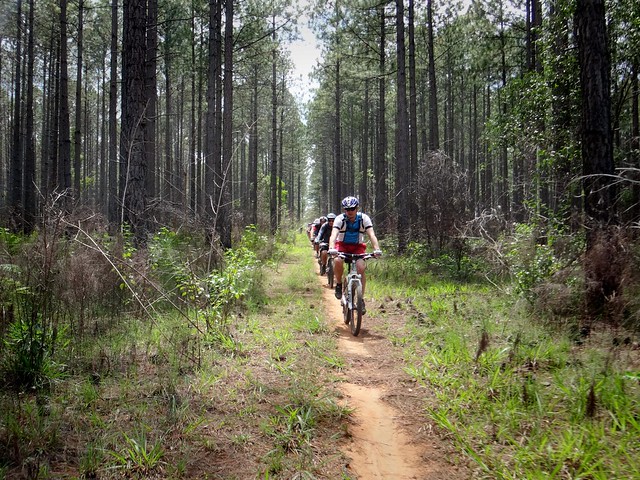 Pine Forest Single Track