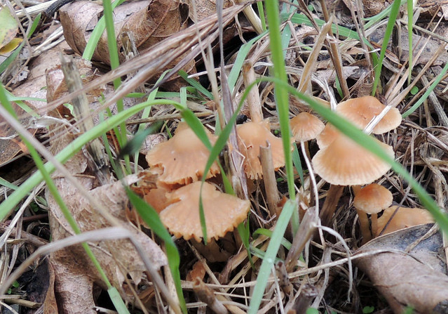 mushrooms_14