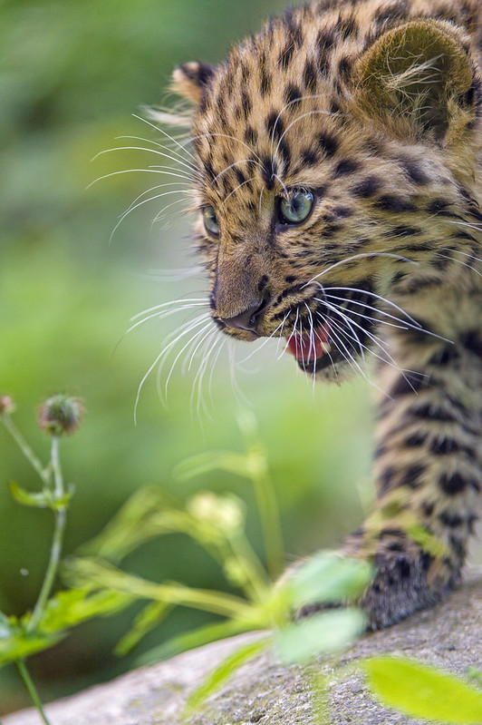 Exploring Amur leopard cub
