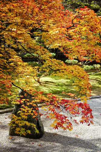 itodistrict wakayamaprefecture japan jp 2012 color garden rock texture tree on1