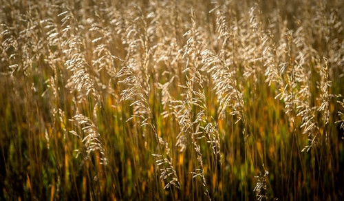autumn grass rabbitmountainopenspace