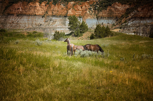 park wild summer horses west june nikon north roosevelt national western badlands nikkor dakota theodore d4 7020028