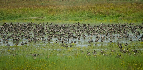 flock canadagoose greaterwhitefrontedgoose ridgefield cacklinggoose mixedspecies birdfest duskycanadagoose