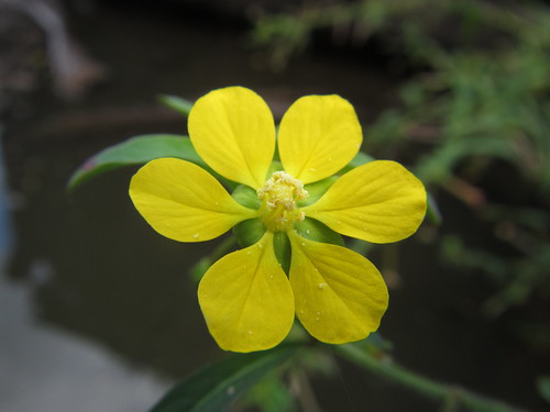 Yellow flower.