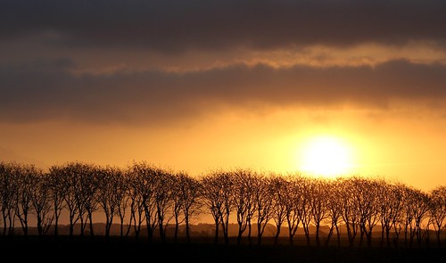 autumn trees sunrise denmark træer danmark jutland jylland efterår solopgang brundt