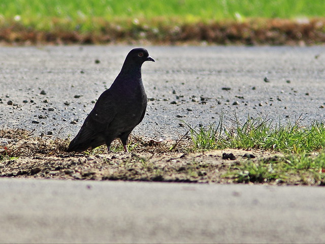 Black Rock Pigeon 20141020