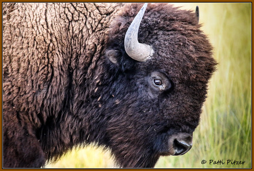 montana unitedstates bison nationalbisonrange wildliferefuge charlo moiese