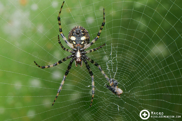 A Spiny Gea (Gea sinipes) resting on its web