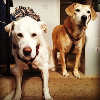 Zeus & Sophie, oldest & youngest. #dogstagram #instadog #ilovemydogs #ilovemyseniordog #ilovebigmutts #seniordog #labmix #houndmix #love