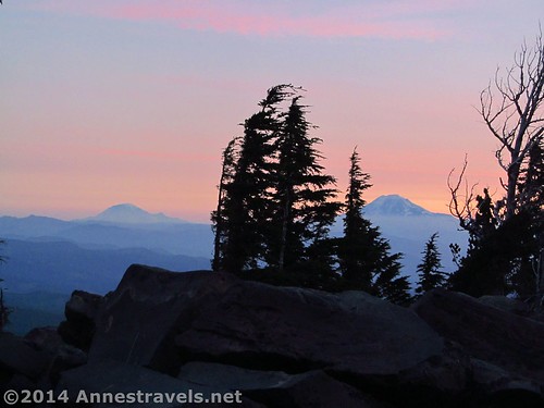 Windswept trees at sunrise from Cloud Cap, Mt. Hood National Forest, Oregon