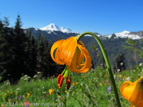 The tiger lillies were abundant on the Canyon Ridge Trail, Mt. Baker-Snoqalmie National Forest, Washington