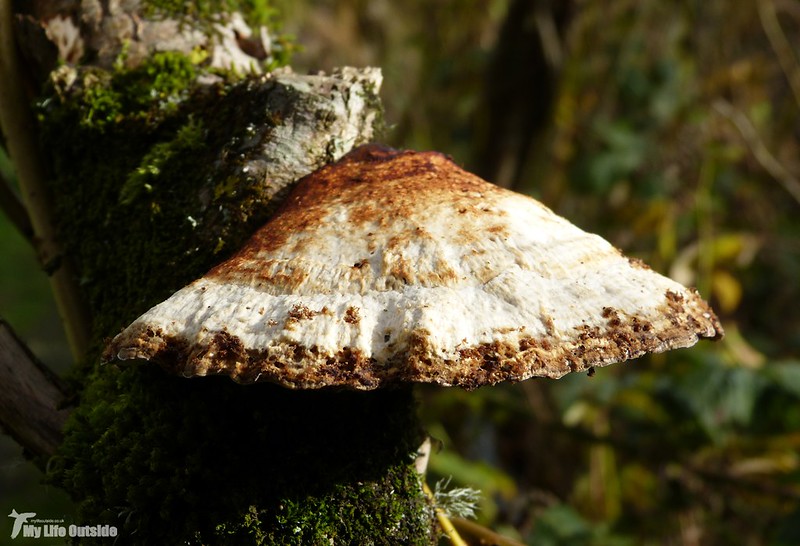 P1100021 - Fungi, Llanelli WWT