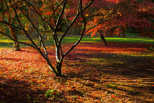 uk trees england leaves sunshine europe colours unitedkingdom britain arboretum gloucestershire westonbirt acer trunk gls gloucs