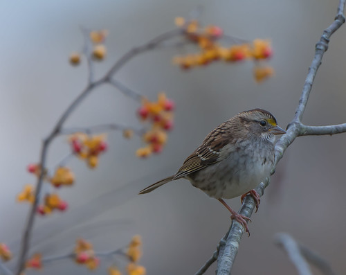 whitethroatedsparrow sparrow bird waterfordfarm maryland bonniecoatesott