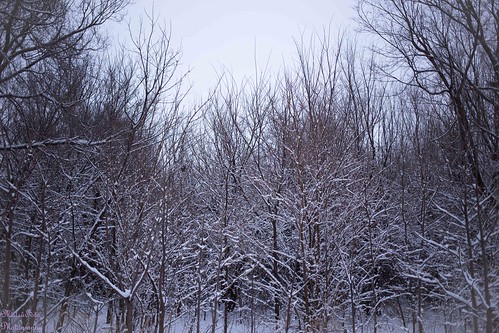 trees winter snow tree forest kansas winterscene