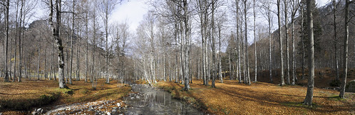 autumn forest panoramas val bosque otoño catalunya cataluña pirineos noguera daran hayedo ribagorza conangles