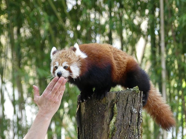 Roter Panda, Zoo Mulhouse