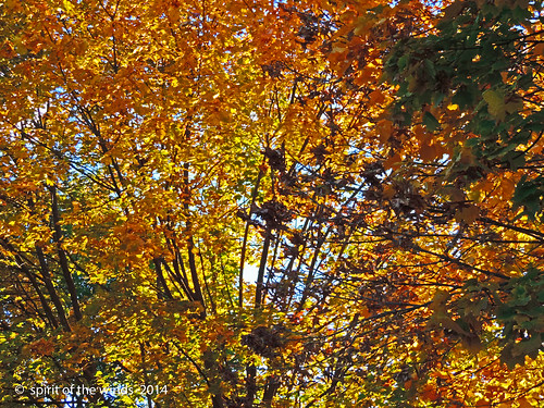 autumn fall otw nikonflickraward spokanewashingtonstate