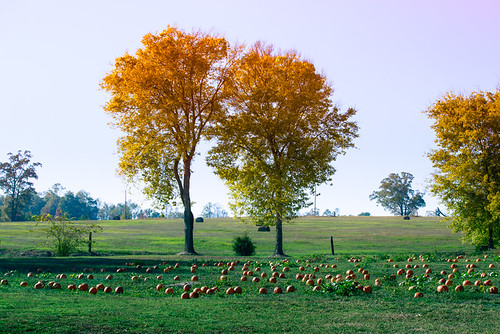 autumn trees fall pumpkin landscape patch