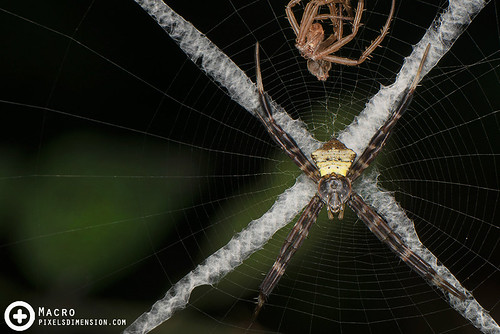 Cross Spider, web stabilimenta and exuvia- Argiope cf. doleschalli  juv ♀