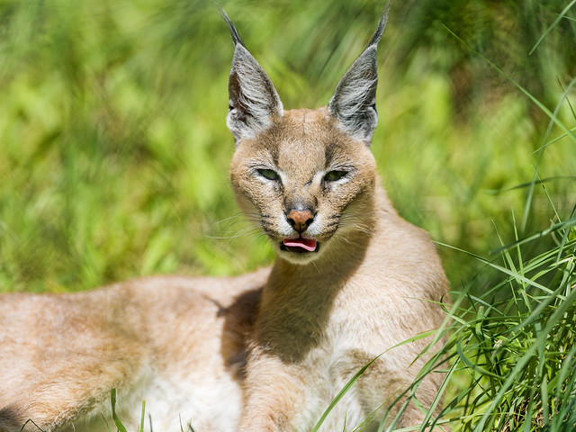 Caracal in the grass
