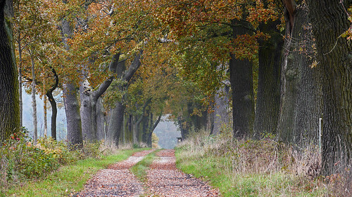 autumn autumnfoliage fall forest oak forestroad