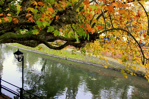 autumn france streetlamp alsace strasburg oaktree img0034 canalwater orianaitaly