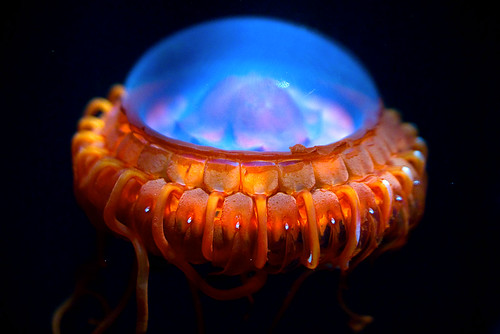 Atolla Jellyfish