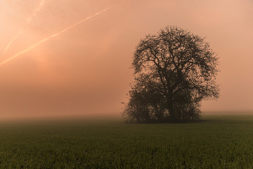 trees light sun plant tree nature sunrise germany deutschland dawn licht europa europe nebel availablelight natur pflanze location sonne bäume sonnenaufgang baum weinheim badenwürttemberg hemsbach verfügbareslicht exposureandprocessing