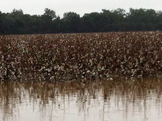 A flooded cotton field in Chicot County Arkansas