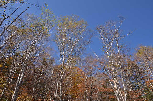 紅葉と青空の秋の長野旅行 白馬・栂池 2014年10月12日
