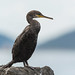Ibiza - Cormorán grande / Great cormorant / Phalacrocorax carbo