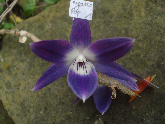 Dendrobium victoriae-reginae 15580829158_7f05851766_z