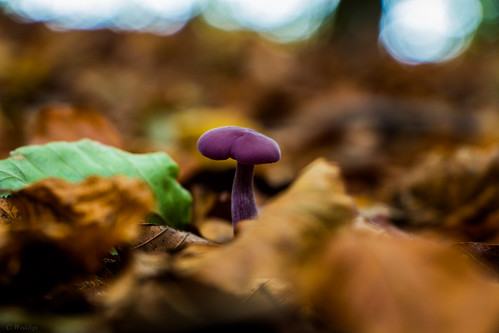 Purple Pilz