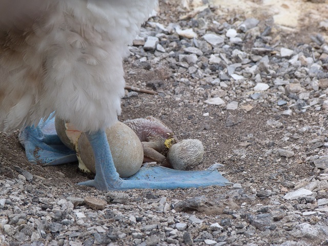 Cría recién nacida de piquero de patas azules (Galápagos, Ecuador)