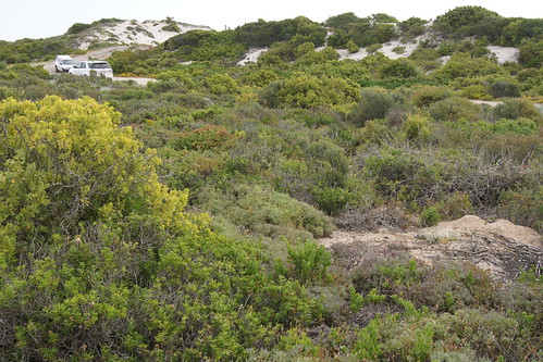 Habitat of P. fulgidum and P. carnoum, Atlantic coast