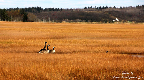 canada nature duck scenic ducks newbrunswick wetlands marsh saintjohn irvingnaturepark tamron18270