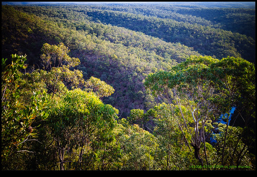 trees australia bluemountains newsouthwales 2014 glenbrook
