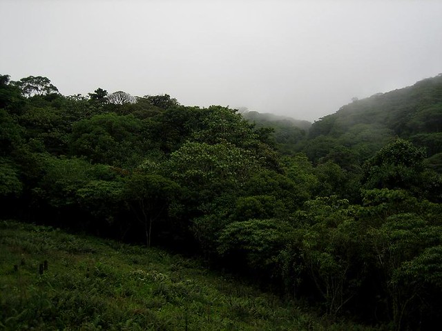 Bosque nuboso Monteverde