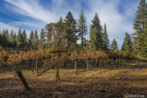 california autumn fall northerncalifornia landscape 50mm vineyard nevadacity nevadacounty canon50mm18 sierranevadafoothills cementhillroad canon5dmarkiii topazsw cementhillhouse lightoom5