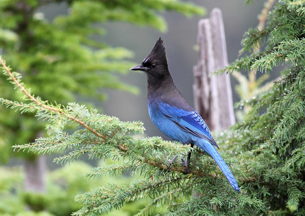 Recent Mountain Birding - Birding In Bc Community