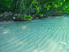 Mangroves and Sand with Clear Water