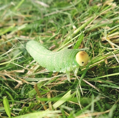 summer macro cute green nature closeup caterpillar