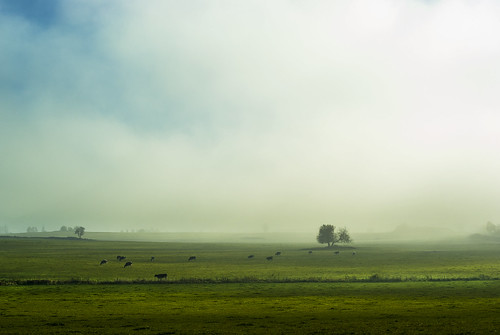 nature fog afternoon pasture