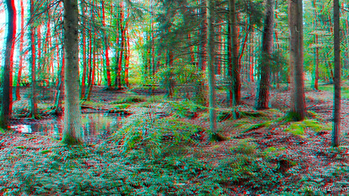 red tree nature forest 3d belgium belgique ardennes cyan anaglyph forêt undergrowth sousbois viroinval oignies